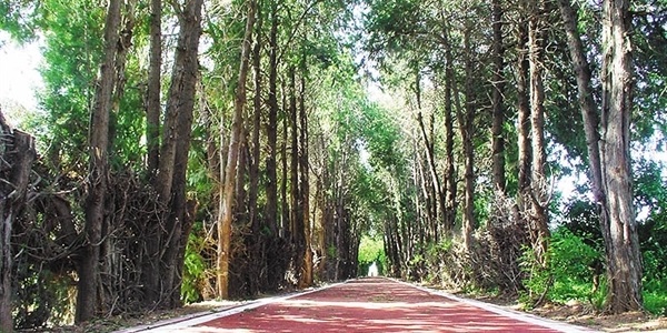 Carril bici (zona dels Horts)